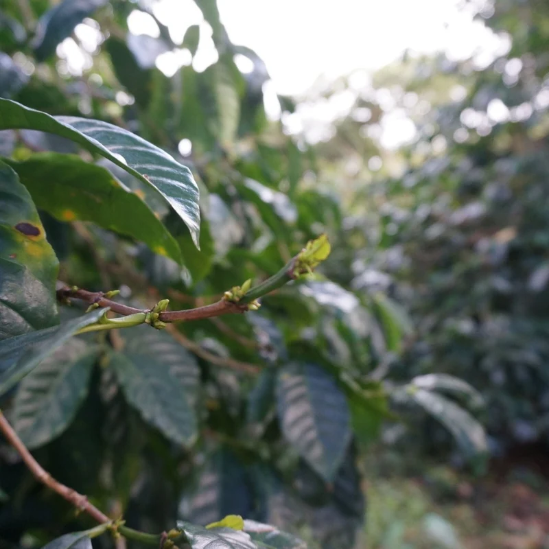 Nicaragua Finca San Ramón – Kaffee des Monats Oktober 2026