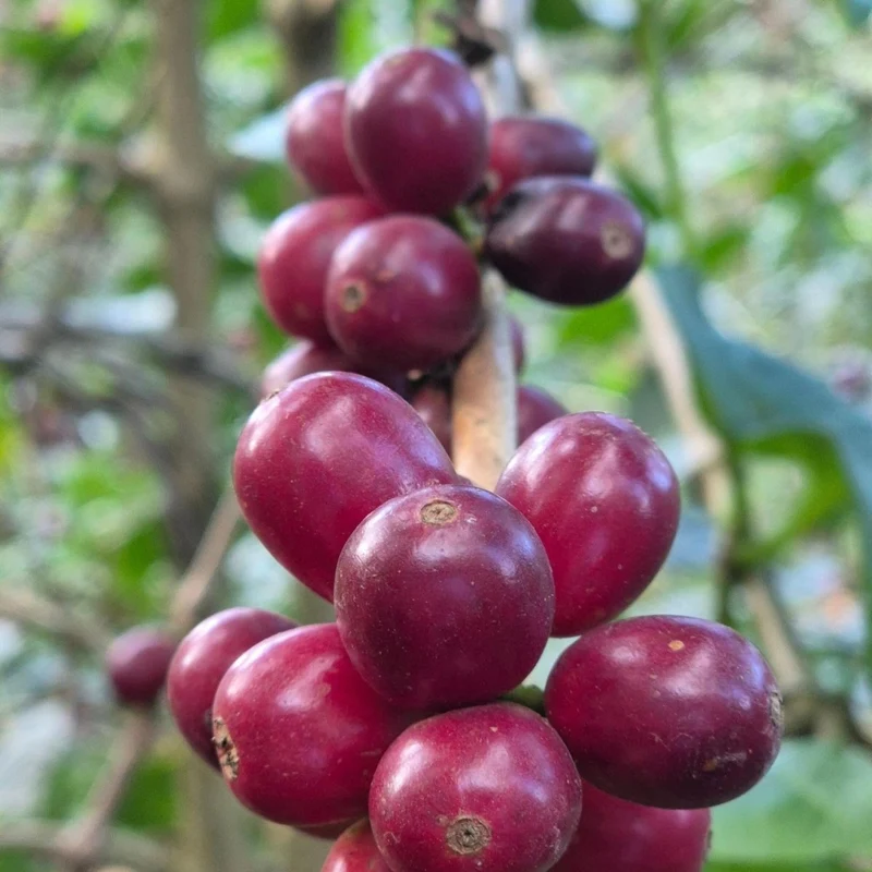 Nicaragua Finca San Ramón – Kaffee des Monats Oktober 2026
