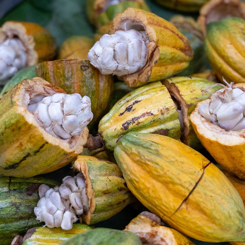 Saya Peru Amazonas Bio Kakao 260g + Saya Becher