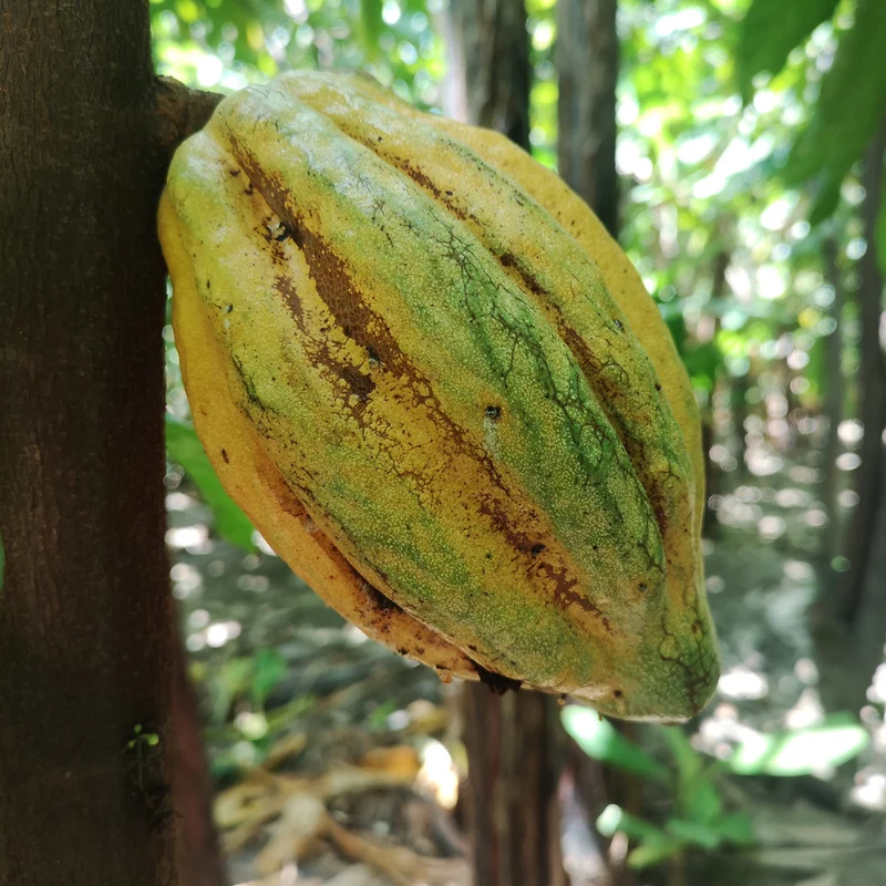 Saya Peru Amazonas Bio Kakao 260g + Saya Becher