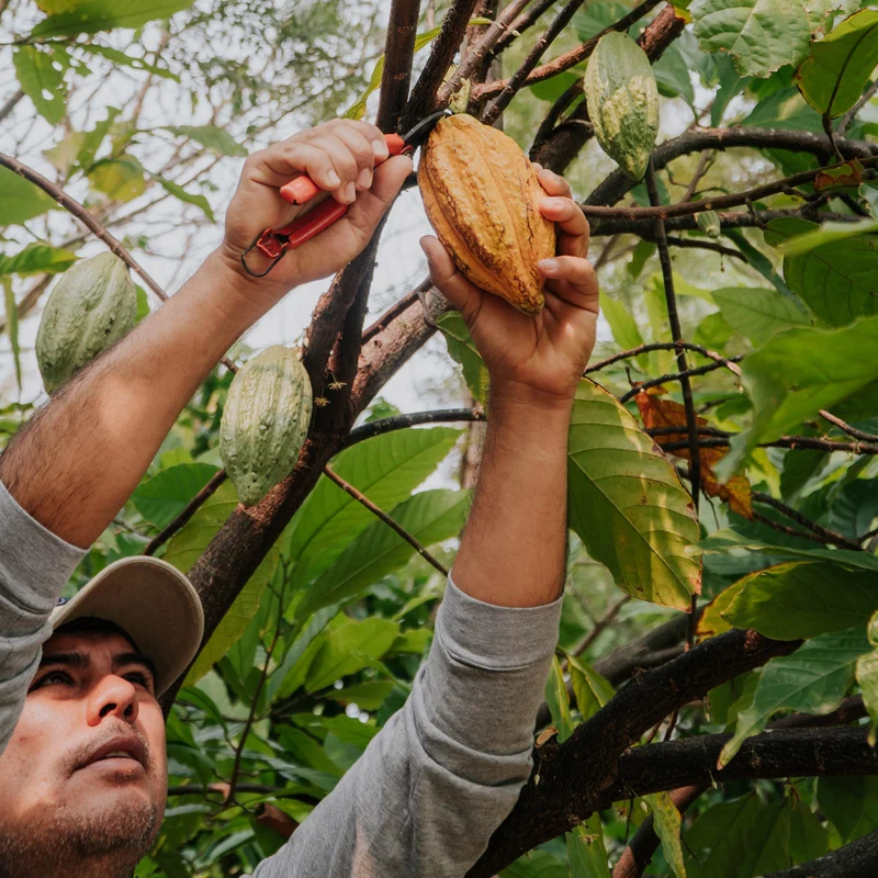 Saya Bio Kakao Peru Amazonas