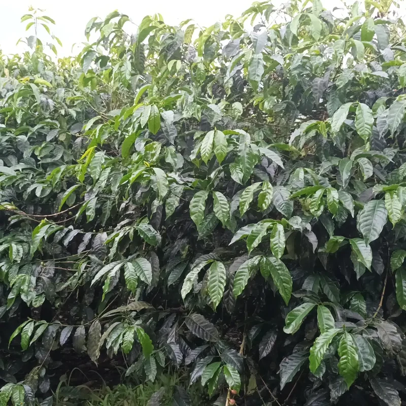 La Carolina, Filterkaffee aus Ecuador
