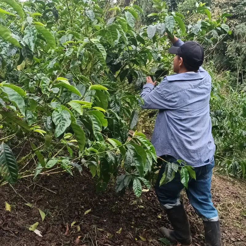 La Carolina, Filterkaffee aus Ecuador