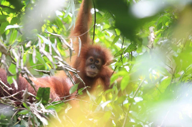 Orang Utan Sumatra Espresso – Projektkaffee: 1 € pro kg für Regenwaldschutz