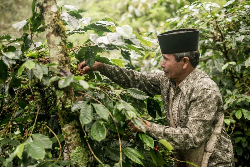 Orang Utan Sumatra Espresso – Projektkaffee: 1 € pro kg für Regenwaldschutz