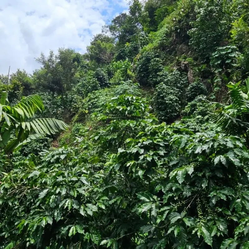 La Conserva – Espresso aus Guatemala