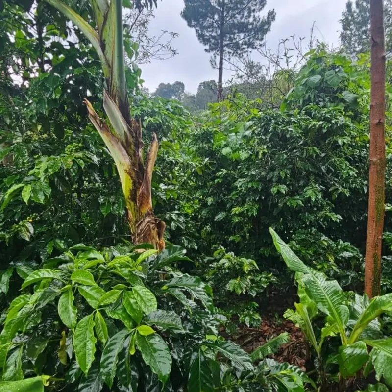 La Conserva – Espresso aus Guatemala