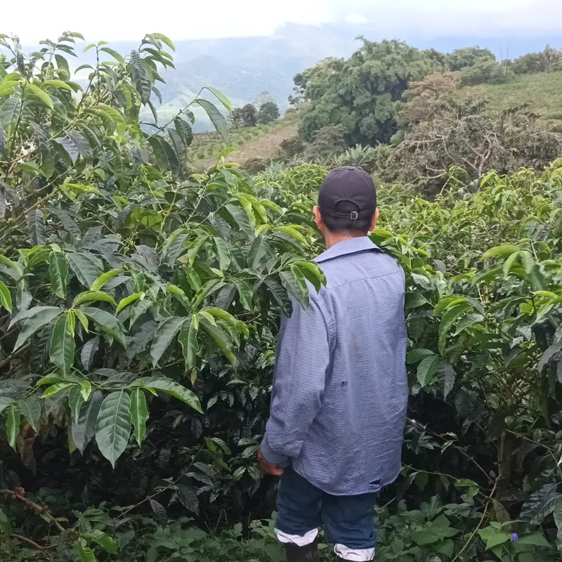 La Carolina, Filterkaffee aus Ecuador
