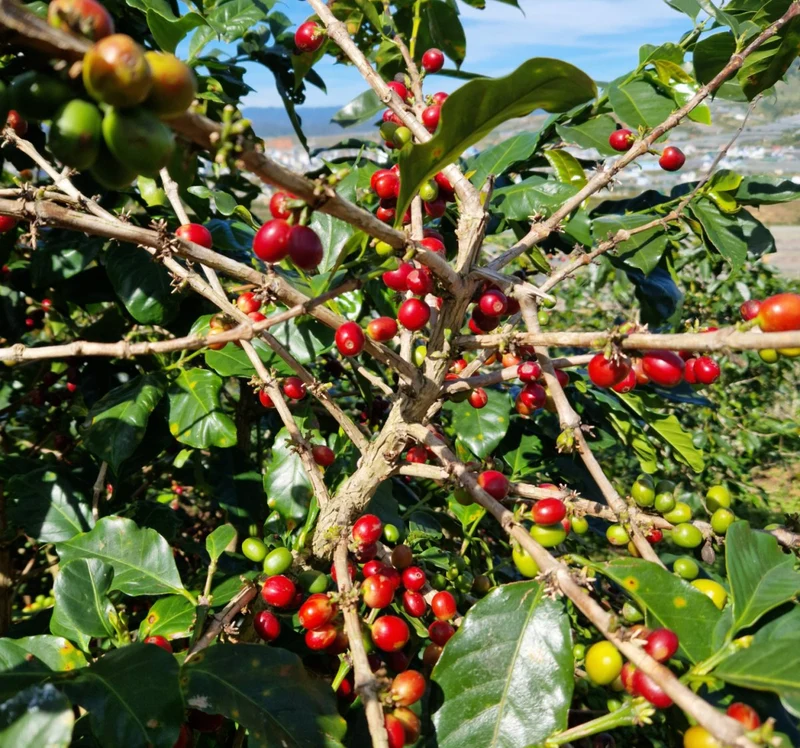 El Salvador Finca El Corozo Honey – Zitrus, Lemongras & Schokolade