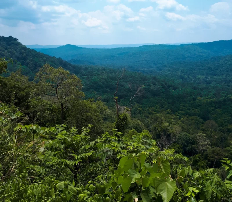 El Salvador Finca El Corozo Honey – Zitrus, Lemongras & Schokolade