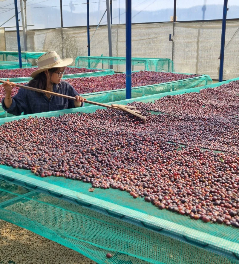 El Salvador Finca El Corozo Honey – Zitrus, Lemongras & Schokolade