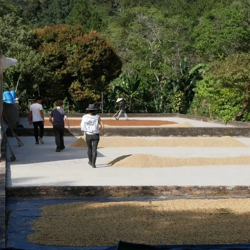 Flhor, Café Crème aus Honduras