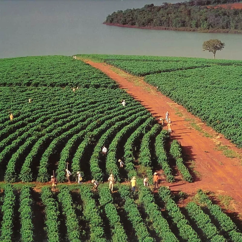 Van Pommeren Brazilië Moka Pergamino Caracolito - Koffiebonen