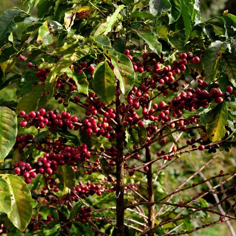 Van Pommeren Brazilië Moka Pergamino Caracolito - Koffiebonen